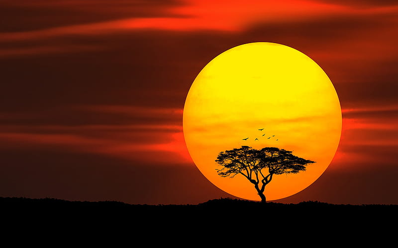 desert, sunset, bright sun, tree silhouette, birds, HD wallpaper