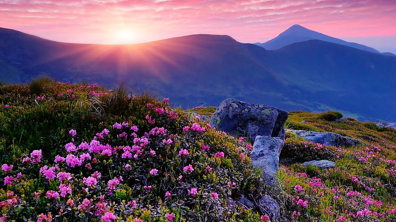 Sundown Over the Mountain, rocks, sunset, clouds, mountain, rays, summer, flowers, nature, sundowm, meadow, HD wallpaper