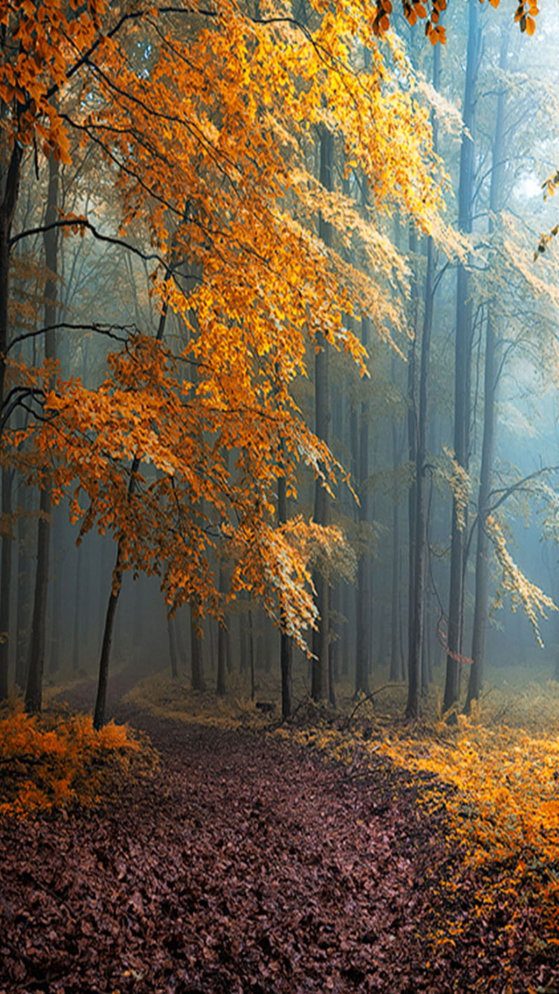 Forest, autumn, HD phone wallpaper