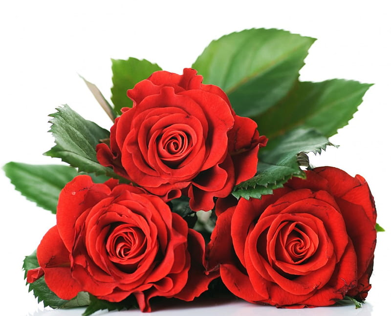 Red roses, three, red, leaves, rose, HD wallpaper