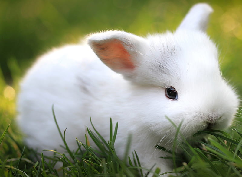 Rabbit, animals, cute, pet, white, HD wallpaper