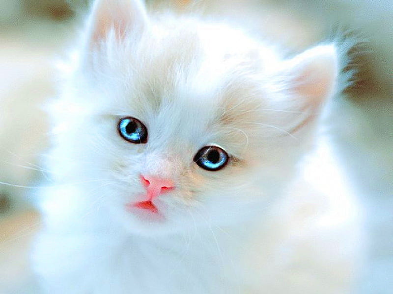 Bright eyes for Carmen, cute, fluffy, white, kitten, blue eyes, HD wallpaper