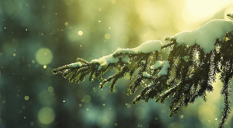 Evergreen, tree, snow, pine snowfall, nature, snowy, winter, HD wallpaper