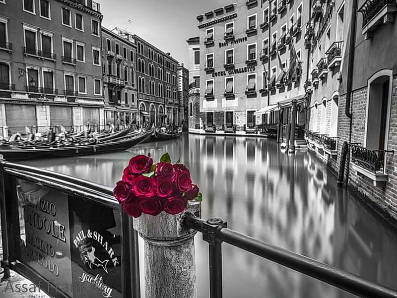 splash color, red, city, graphy, houses, gris, flowers, black, white, HD wallpaper