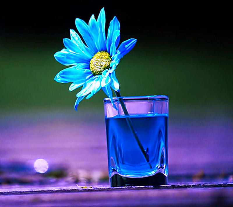 kerala, blue flower, flower, graphy, HD wallpaper