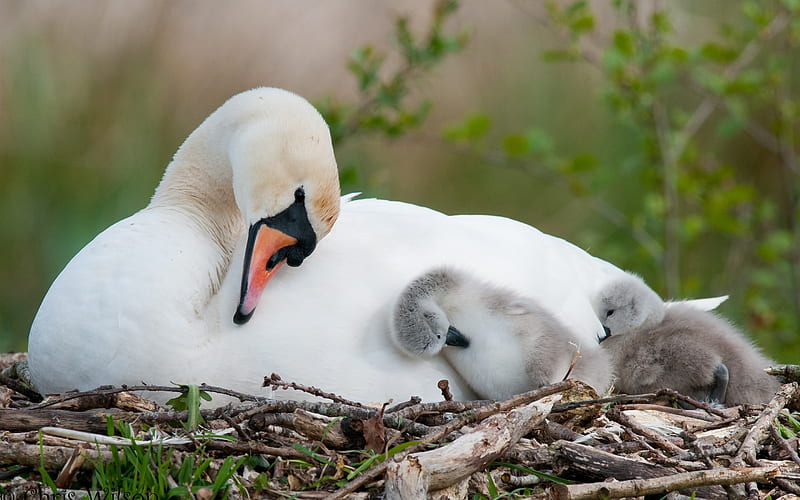 swan babies, family, birds, cute, Animal, HD wallpaper