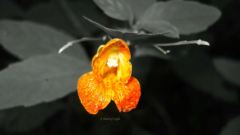 A Shred of Light, flower, orange flower, orange, light, HD wallpaper