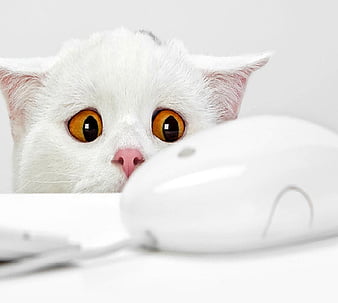 mouse, HD wallpaper
