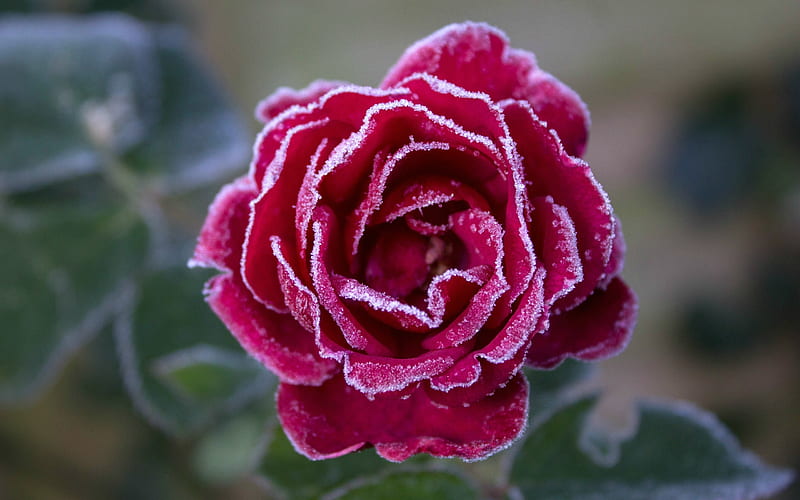Frozen Rose, red, rose, flowers, nature, frozen, HD wallpaper | Peakpx