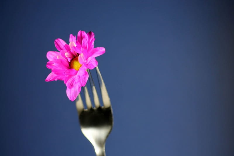 To eat better, listen to your thoughts, thoughts, purple flower, love, nature, pure feeling, fork, HD wallpaper