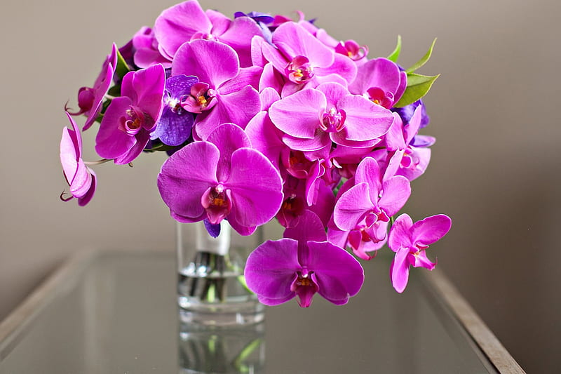 Elegant Orchids, orchids, bouquet, fresh, bright, beauty, fuchsia, HD wallpaper
