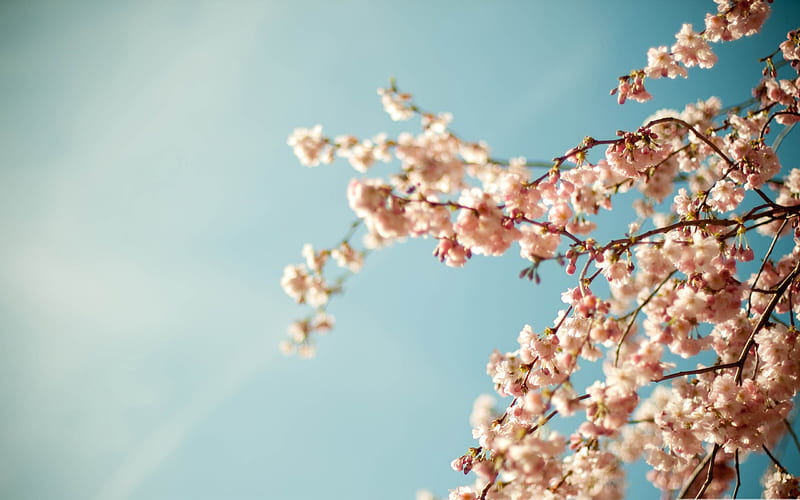 blossom tree-spring Album, HD wallpaper