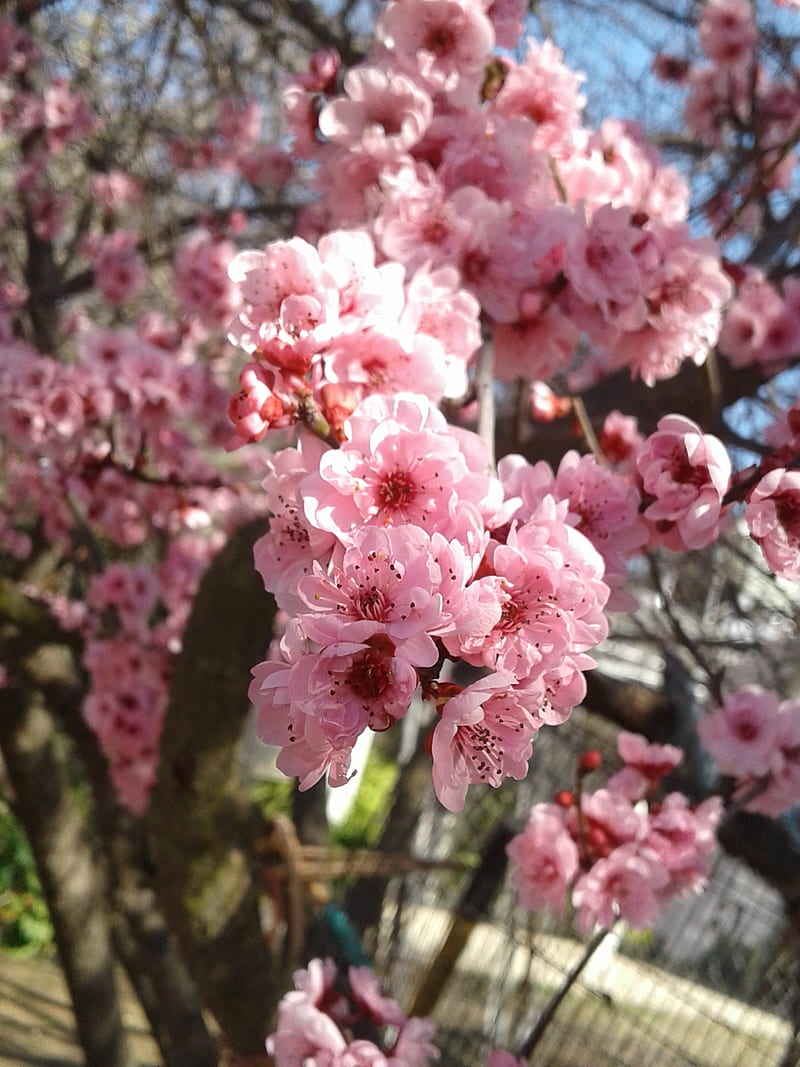 Blossom, aesthetic, cherry, cherry blossom, nature, pastel, pink, sakura,  tree, HD phone wallpaper | Peakpx
