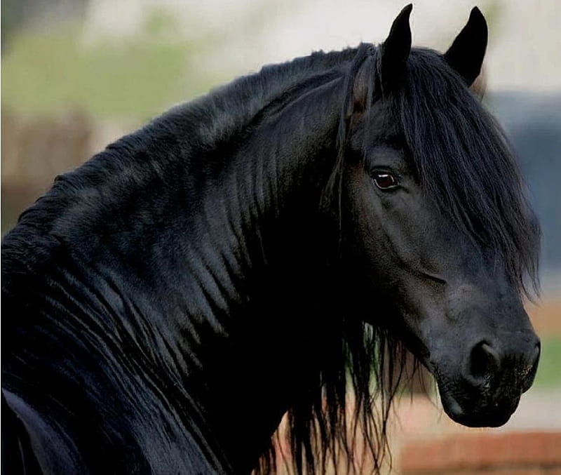 Friesian Horse Images  Browse 4454 Stock Photos Vectors and Video   Adobe Stock