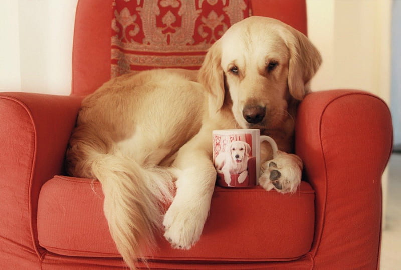 Time out, red, christmas, tea, animal, cute, cup, funny, white, dog, HD wallpaper