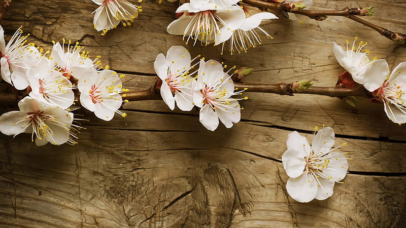 White Cherry Blossom Flowers On Wooden Table Flowers, HD wallpaper