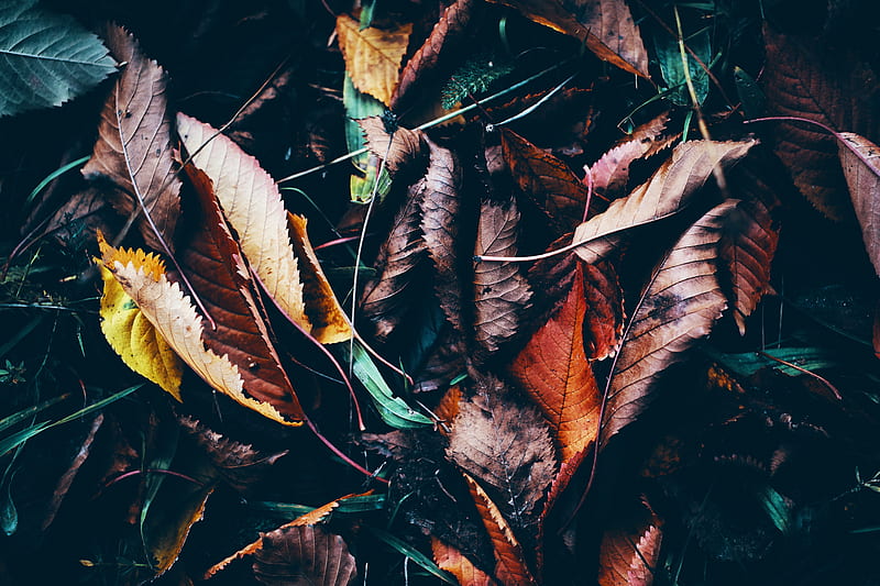 leaves, autumn, fallen, wet, grass, HD wallpaper