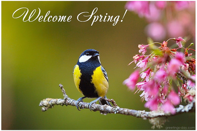 Welcome Spring, time, greetings, welcome, back, ground, spring, HD wallpaper