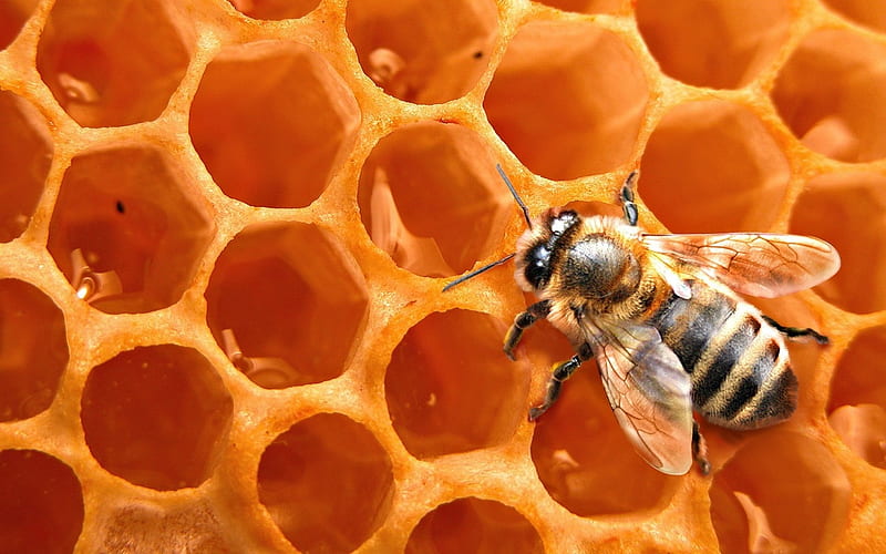 What do bees make ?, Beeswax, Honey, Flying insect, Bee, HD wallpaper