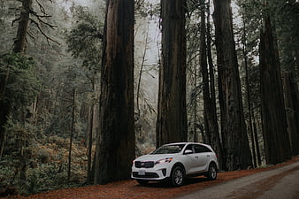 car, white, suv, side view, road, trees, HD wallpaper