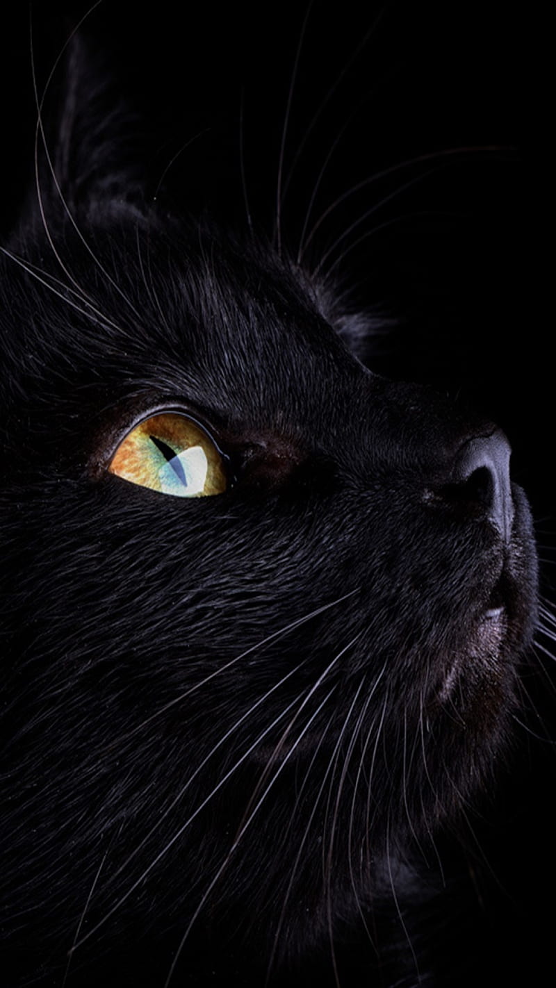 Black cat, beauty, black, cat, cute, kitty, sweet, HD phone wallpaper