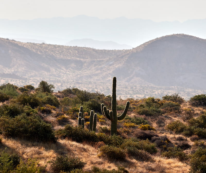 cactus, bushes, prairie, hills, distance, HD wallpaper