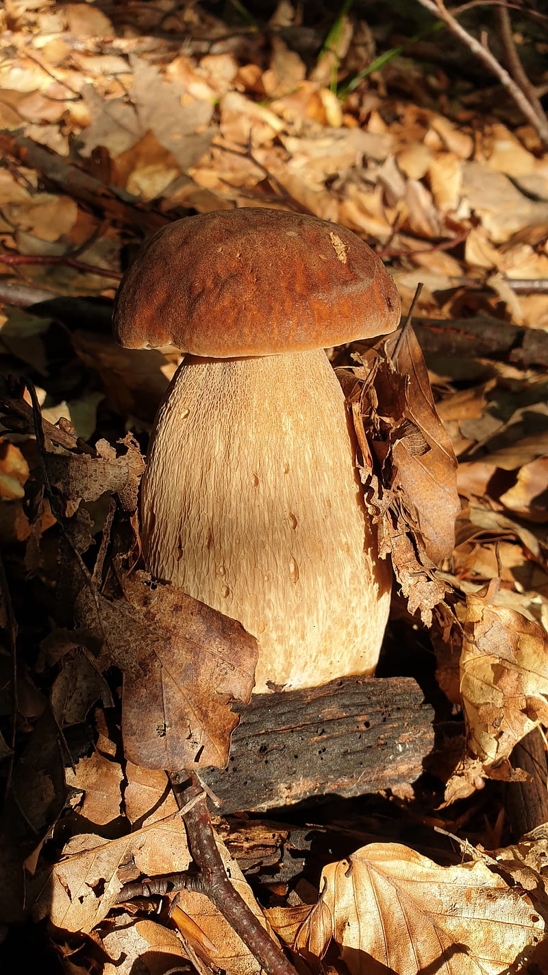 autumn mushrooms, mushroom, nature, HD phone wallpaper