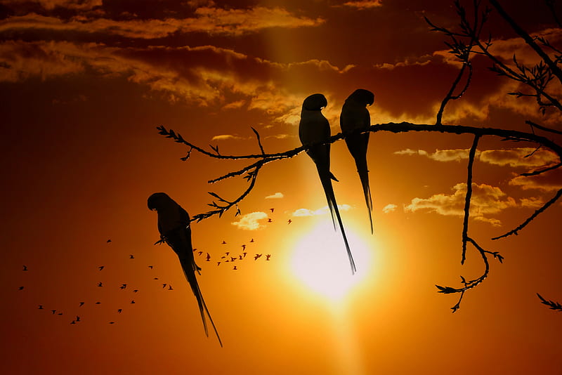 parrots, branch, sun, birds, twilight, sunset, HD wallpaper