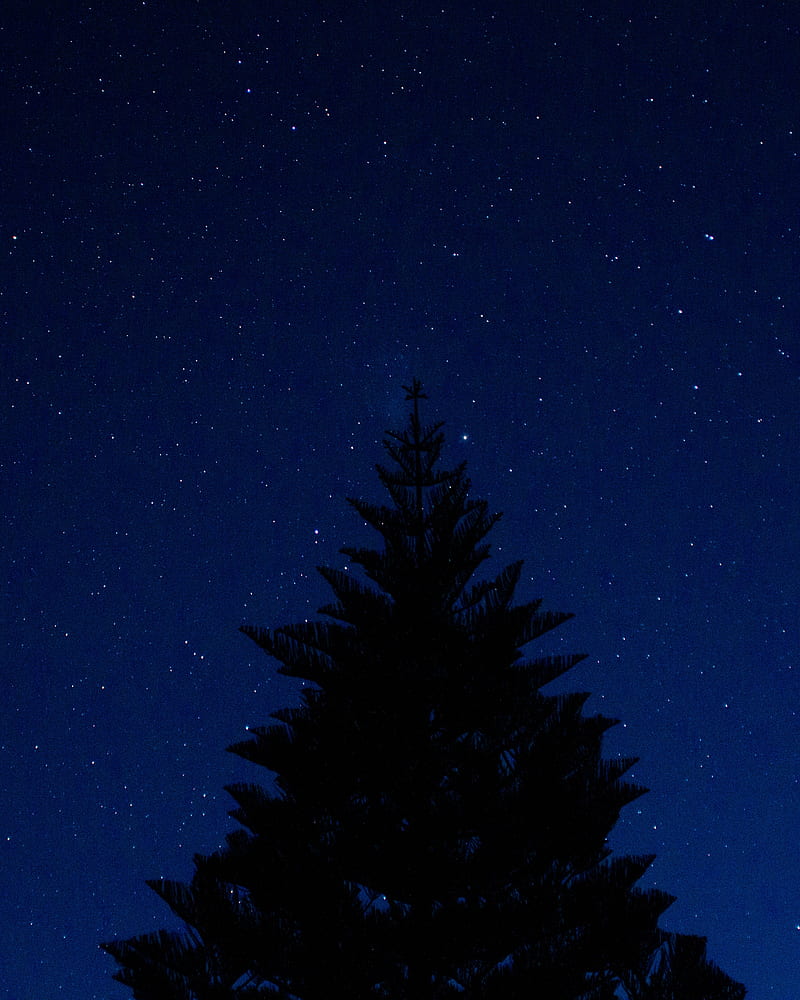 tree, outline, starry sky, night, tops, HD phone wallpaper