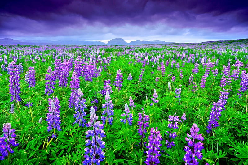 LUPINUS FIELDS from ICELAND, wild flowers, enchanting nature, places, sky, clouds, lupine fields, splendor, mountians, flower, nature, landscape, HD wallpaper