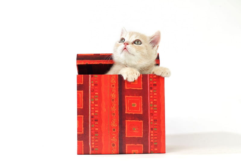 Surprise!, red, box, gift, cat, animal, sweet, cute, kitten, white, HD wallpaper
