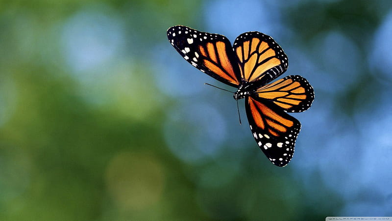 https://w0.peakpx.com/wallpaper/607/86/HD-wallpaper-flying-butterfly-fly-butterfly-life-insect-animal.jpg