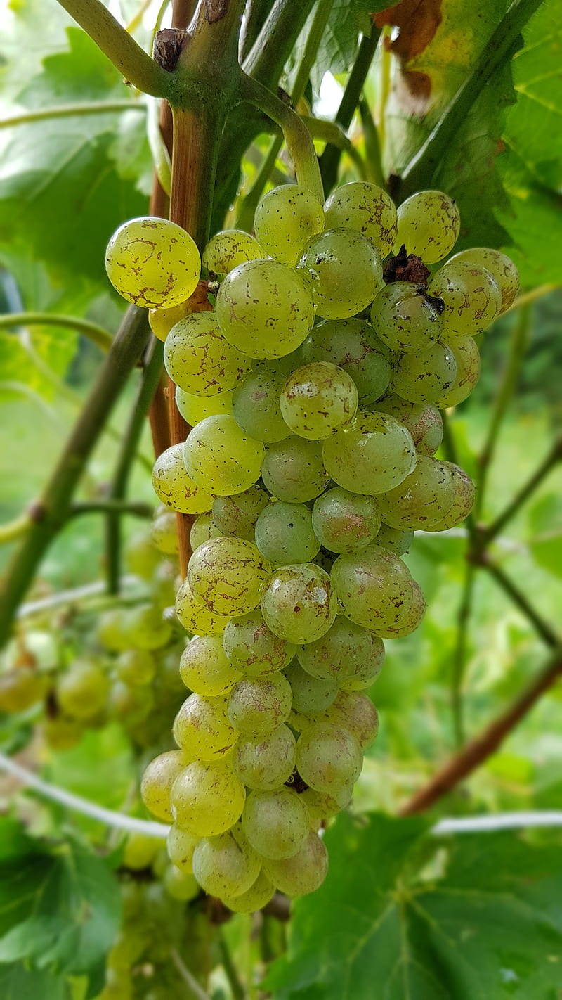 Grape, green, hops, leave, nature, new, white grapes, HD phone wallpaper