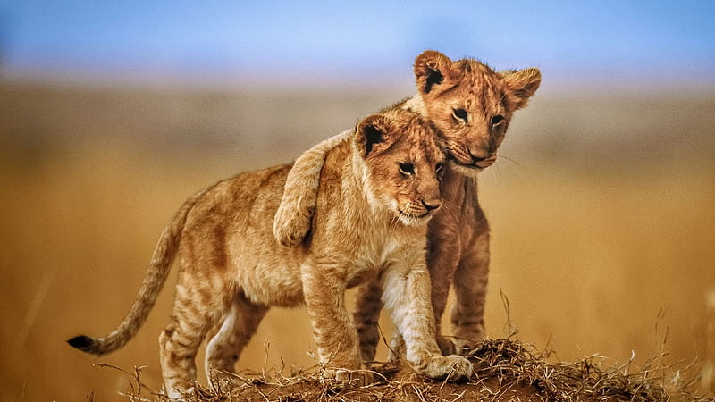 Cub Lions Are Hugging With Blur Background Lion, HD wallpaper