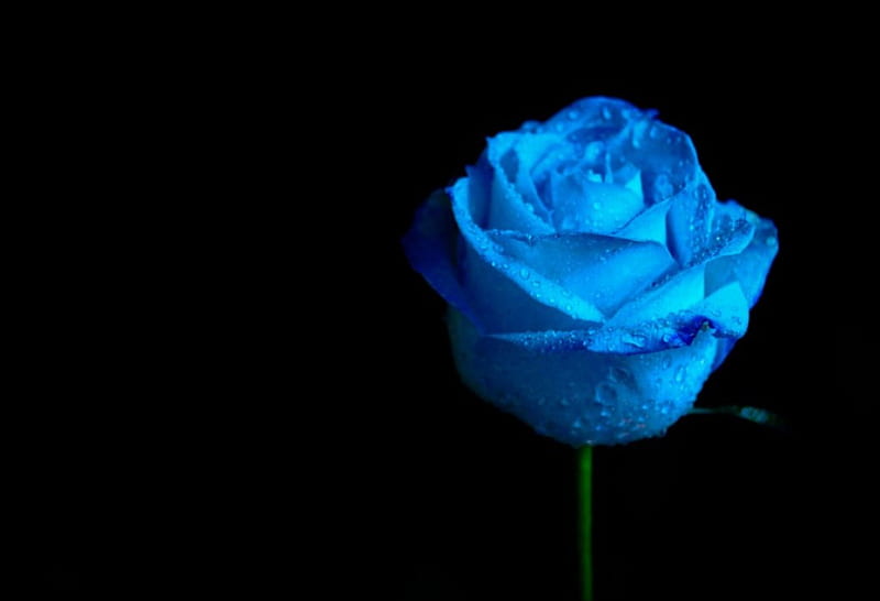 Blue rose 2, rose, background, flower, black, blue, HD wallpaper