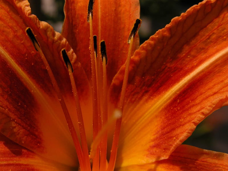 orange lilies-beautiful flowers, HD wallpaper