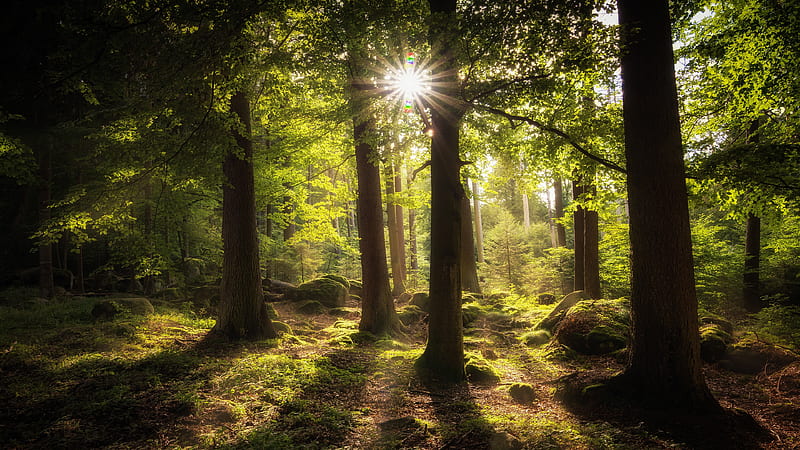 Earth, Sunbeam, Forest, Moss, Stone, Sun, Trunk, HD wallpaper