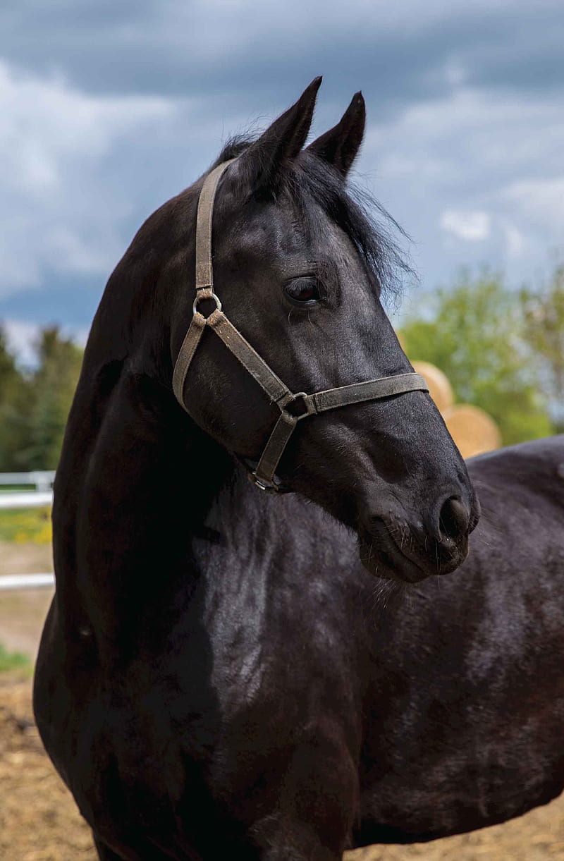 Black horse on meadow, animals, field, food, grass, green, nature, vertical, HD phone wallpaper