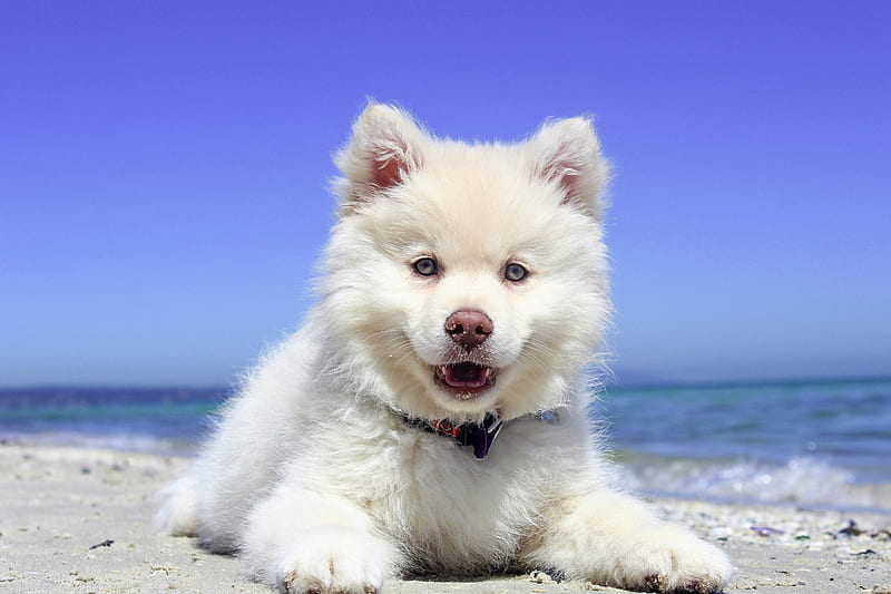 Puppy, caine, animal, beach, vara, summer, samoyed, dog, blue, HD wallpaper
