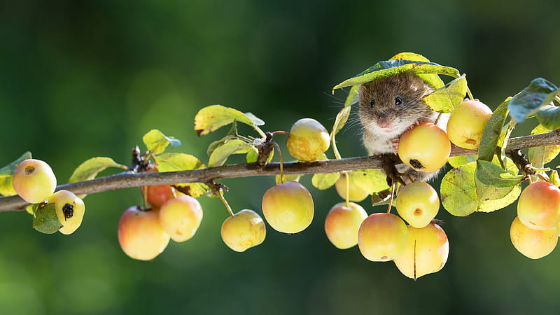 Mouse, autumn, sea, harvest mouse, rodent, animal, apple, yellow, cute, fruit, green, HD wallpaper
