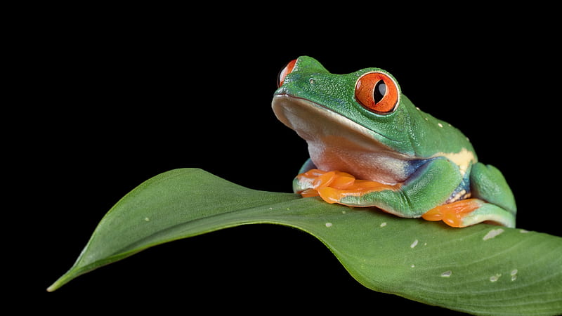 Frog, green, broasca, black, amphibian, leaf, HD wallpaper