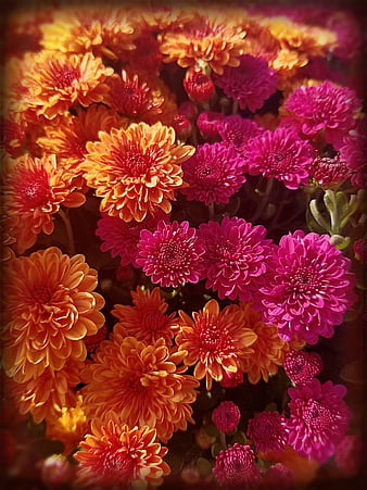 HD orange-mums wallpapers | Peakpx