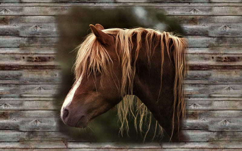 Close Up Head Shot - Horse 2, draft, graphy, wide screen, equine, horse, animal, HD wallpaper