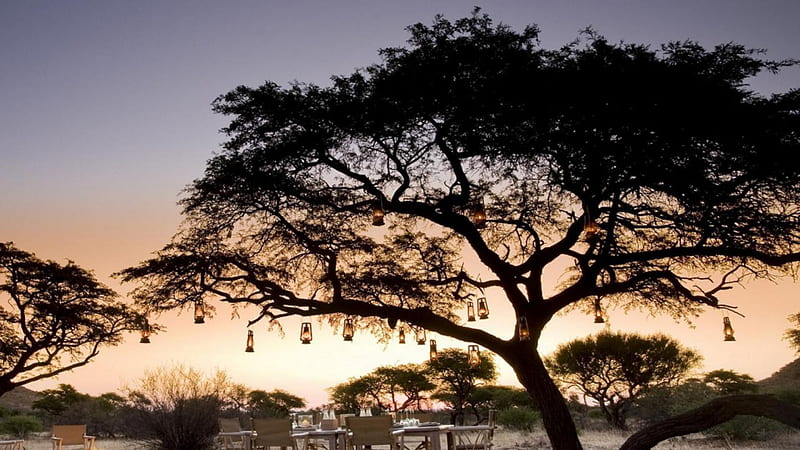 lanterns hanging on an african tree at dusk, table, tree, lanterns, desert, dusk, HD wallpaper