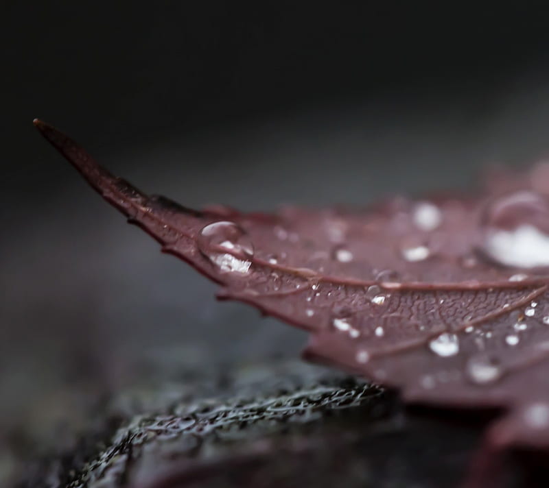 Wet Leaf, dew, drop, morning, nature, organic, plant, water, HD wallpaper