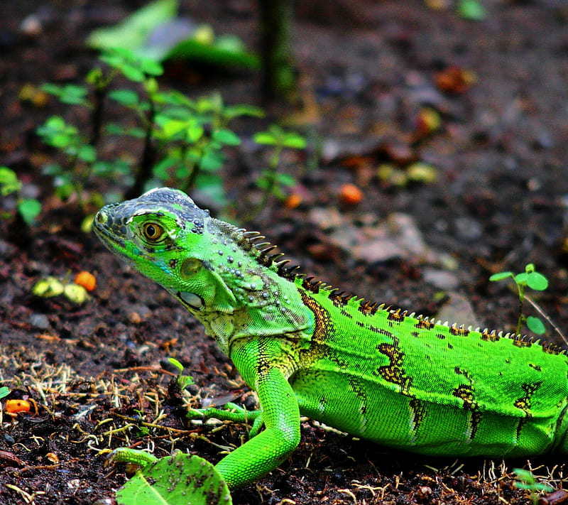 Green Iguana, animals, costa rica iguanas, HD wallpaper