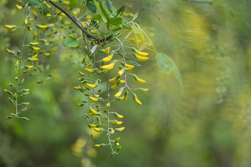 yellow acacia, buds, blurry, branches, Nature, HD wallpaper