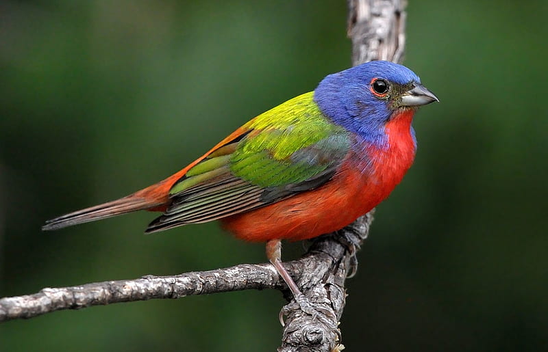painted bunting, painted, bunting, branch, bird, HD wallpaper