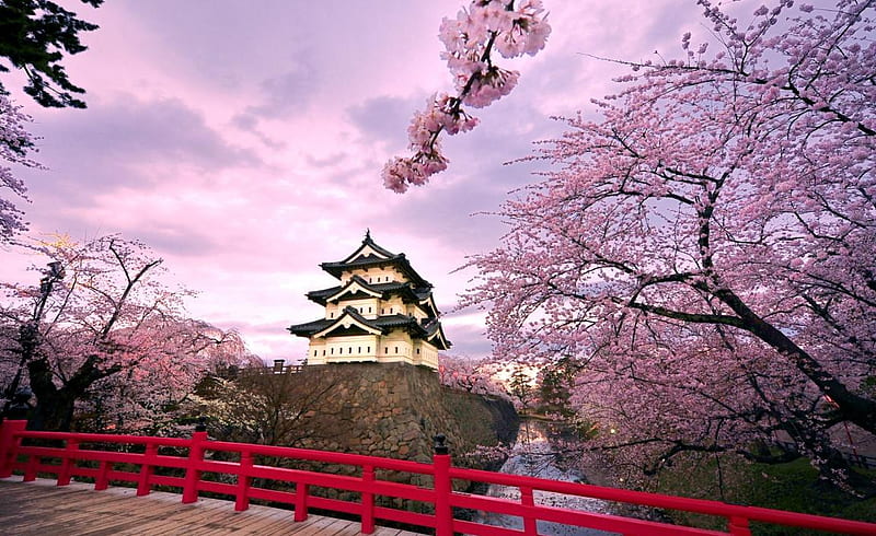 cherry blossoms Japan, sakura, japan, bonito, pink, HD wallpaper
