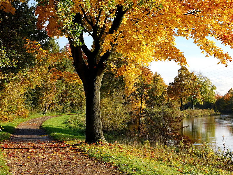 Autumn path near a lake, forest, tree, path, nature, lake, field, HD ...